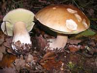 I HAVE BEEN COOKING: With mushrooms